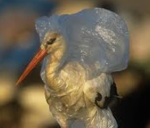 threat-to-wildlife-by-plastic